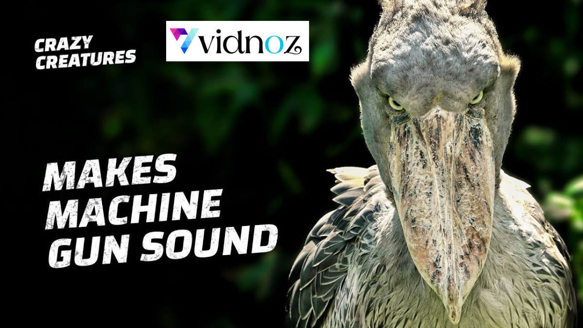 shoebill stork sound